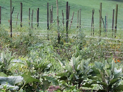 Our Organic Garden